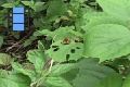 Scene 30_Phyciodes drusilla on leaf